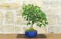 2 - Bonsai di Acero Tridente (36)