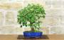 3 - Bonsai di Acero Tridente (36)