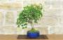 4 - Bonsai di Acero Tridente (36)
