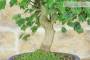 5 - Bonsai di Acero Tridente (36)