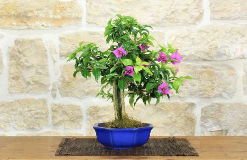 1 - Bonsai di Bougainvillea Sanderiana (142)
