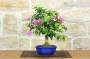 2 - Bonsai di Bougainvillea Sanderiana (142)