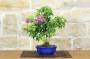 3 - Bonsai di Bougainvillea Sanderiana (142)