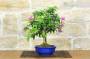 4 - Bonsai di Bougainvillea Sanderiana (142)