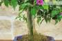 5 - Bonsai di Bougainvillea Sanderiana (142)