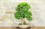 1 - Bonsai di Durantha (14)