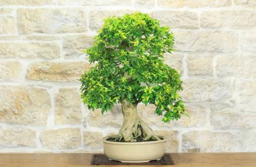 1 - Bonsai di Durantha (14)