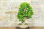 2 - Bonsai di Durantha (14)
