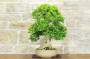 3 - Bonsai di Durantha (14)