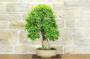 4 - Bonsai di Durantha (14)
