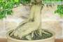 5 - Bonsai di Durantha (14)
