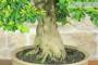 6 - Bonsai di Durantha (14)