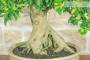 7 - Bonsai di Durantha (14)