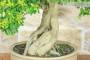 8 - Bonsai di Durantha (14)