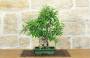 1 - Bonsai di Ficus Neriifolia (12)