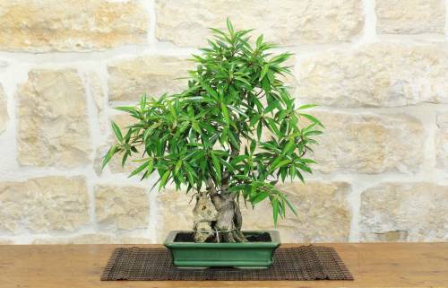 1 - Bonsai di Ficus Neriifolia (12)