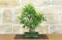 3 - Bonsai di Ficus Neriifolia (12)