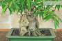 5 - Bonsai di Ficus Neriifolia (12)