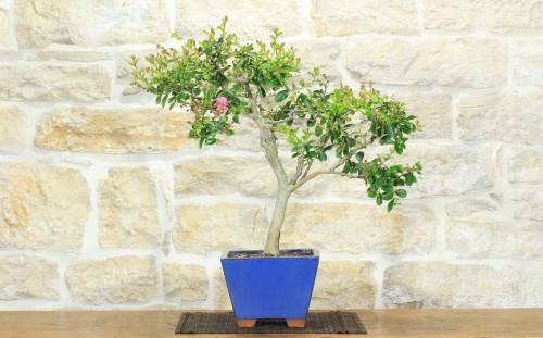 1 - Bonsai di Lagerstroemia a fiore fucsia (43)