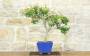 1 - Bonsai di Lagerstroemia a fiore fucsia (43)