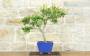 3 - Bonsai di Lagerstroemia a fiore fucsia (43)