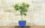 4 - Bonsai di Lagerstroemia a fiore fucsia (43)