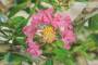 8 - Bonsai di Lagerstroemia a fiore fucsia (43)