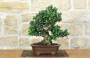 1 - Bonsai di Olivastro (296)