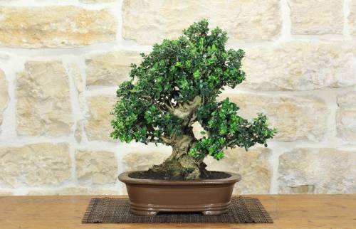 1 - Bonsai di Olivastro (296)