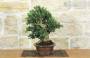 2 - Bonsai di Olivastro (296)