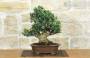 3 - Bonsai di Olivastro (296)