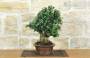 4 - Bonsai di Olivastro (296)
