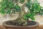 5 - Bonsai di Olivastro (296)