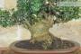 6 - Bonsai di Olivastro (296)