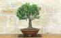 1 - Bonsai di Olivo (189)