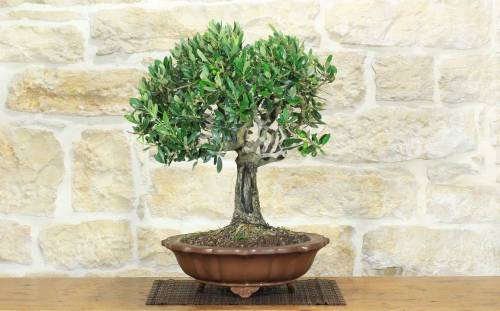 1 - Bonsai di Olivo (189)