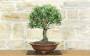 2 - Bonsai di Olivo (189)