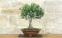 3 - Bonsai di Olivo (189)