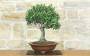 4 - Bonsai di Olivo (189)