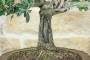 5 - Bonsai di Olivo (189)