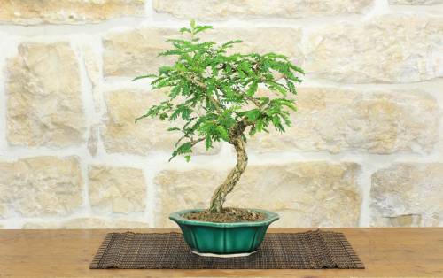 1 - Bonsai di Sesbania (9)
