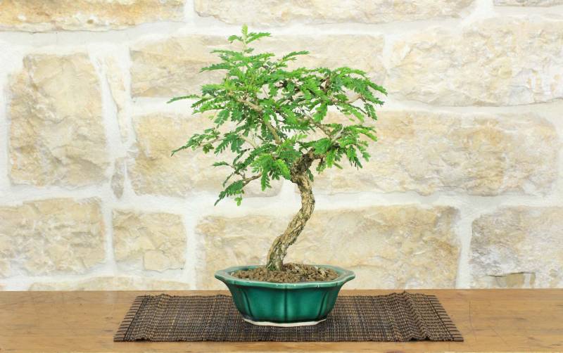 1 - Bonsai di Sesbania (9)