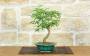 1 - Bonsai di Sesbania (9)