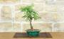 2 - Bonsai di Sesbania (9)