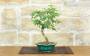 3 - Bonsai di Sesbania (9)
