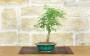 4 - Bonsai di Sesbania (9)