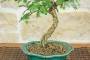 5 - Bonsai di Sesbania (9)