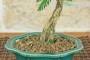 6 - Bonsai di Sesbania (9)