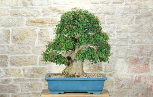 1 - Bonsai di Acero Tridente (35)