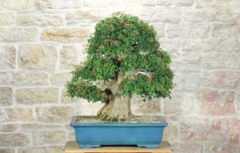 1 - Bonsai di Acero Tridente (35)